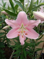 [5248 Companion No02.JPG]